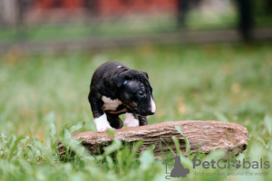 Photo №4. I will sell bull terrier in the city of Vsevolozhsk. from nursery - price - 1173$