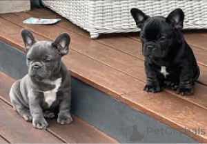 Photo №3. Französische Bulldoggenwelpen zu verkaufen. Austria