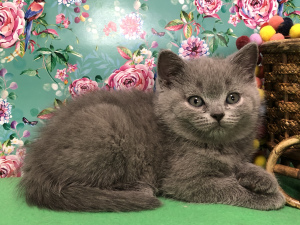 Photo №1. british shorthair - for sale in the city of Samara | 331$ | Announcement № 6170