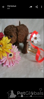 Photo №2 to announcement № 19609 for the sale of poodle (toy) - buy in Greece private announcement