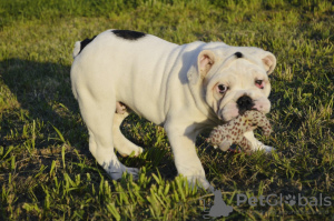 Photo №4. I will sell english bulldog in the city of Minsk.  - price - 600$