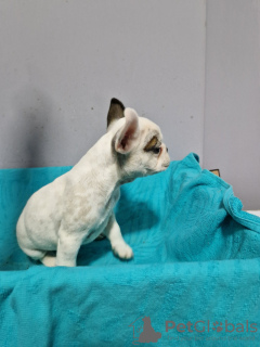 Additional photos: French bulldog puppies for sale