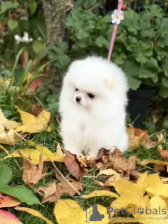 Additional photos: Pomerania for sale