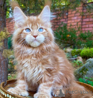 Photo №1. maine coon - for sale in the city of Franklin Square | 260$ | Announcement № 83675