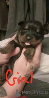Photo №3. Rottweiler puppies for sale. United States