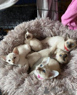 Photo №1. siamese cat - for sale in the city of Castrop-rauxel | 329$ | Announcement № 149736