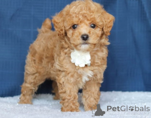Photo №2 to announcement № 159860 for the sale of english cocker spaniel - buy in Lithuania private announcement