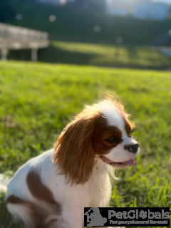 Photo №2. Mating service cavalier king charles spaniel. Price - negotiated