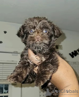 Photo №1. yorkshire terrier - for sale in the city of Florida | 400$ | Announcement № 127300