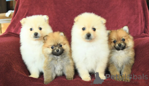 Photo №1. pomeranian - for sale in the city of Dubai | negotiated | Announcement № 158652
