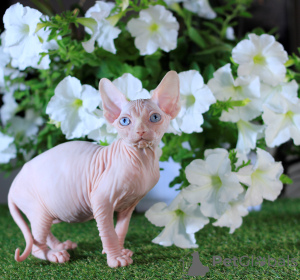 Photo №1. sphynx-katze - for sale in the city of Kharkov | 500$ | Announcement № 11498