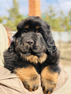 Photo №2 to announcement № 6186 for the sale of non-pedigree dogs, tibetan mastiff - buy in Russian Federation breeder
