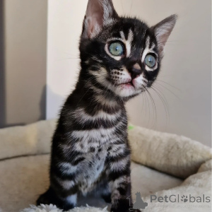 Photo №1. bengal cat - for sale in the city of Dinslavken | negotiated | Announcement № 160242