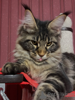 Photo №3. Maine coon. United Kingdom