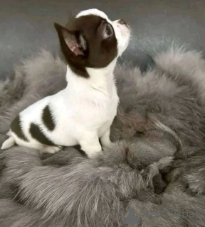 Photo №2. Goods for pets in United States. Price - 350$. Announcement № 141883