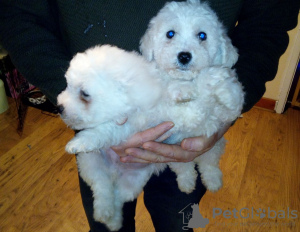 Photo №1. bichon frise - for sale in the city of Berlin | 317$ | Announcement № 70878
