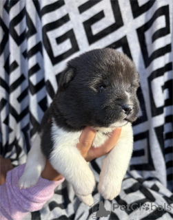 Photo №1. akita - for sale in the city of Bække | 329$ | Announcement № 153882