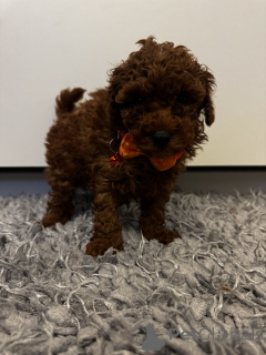 Photo №4. I will sell poodle (toy) in the city of Alabama. private announcement - price - 340$