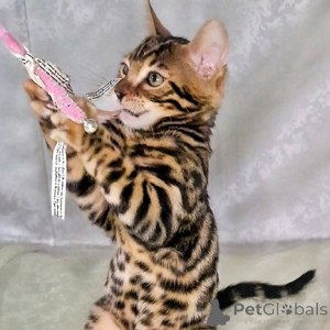 Photo №2 to announcement № 162645 for the sale of bengal cat - buy in Luxembourg 