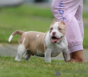 Photo №1. american bully - for sale in the city of Indianapolis | 1000$ | Announcement № 137881