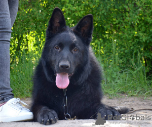 Photo №3. A high quality boy is free from a beautiful parental couple. Poland