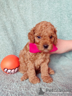 Photo №1. poodle (dwarf) - for sale in the city of Minsk | negotiated | Announcement № 43430