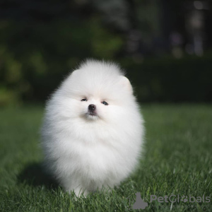 Photo №2 to announcement № 133895 for the sale of pomeranian - buy in Netherlands private announcement