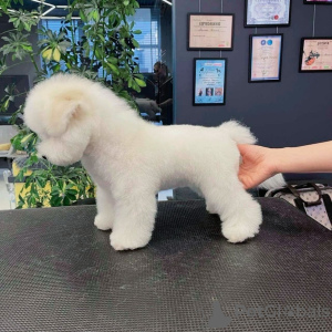 Photo №4. I will sell bichon frise in the city of Copenhague. from nursery - price - 2600$