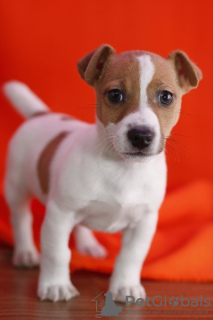 Photo №1. jack russell terrier - for sale in the city of Leicester | negotiated | Announcement № 123499