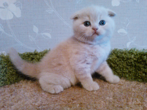 Photo №1. scottish fold - for sale in the city of St. Petersburg | 282$ | Announcement № 6204