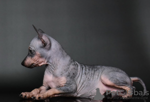 Additional photos: American Hairless Terrier puppies