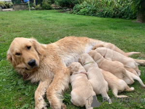 Photo №1. golden retriever - for sale in the city of Berlin | Is free | Announcement № 115952