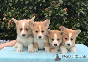 Photo №1. welsh corgi - for sale in the city of Bangi | 500$ | Announcement № 145651