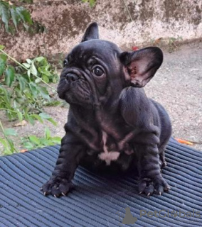 Additional photos: French bulldog