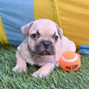 Photo №3. French Bulldog for sale. Colombia