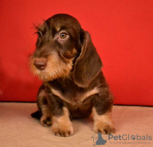 Photo №3. Brown and tan standard wirehaired dachshund puppy. Russian Federation