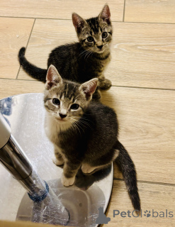Photo №1. european shorthair - for sale in the city of Erkrath | Is free | Announcement № 146138