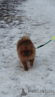 Additional photos: Pomeranian boy