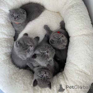 Photo №4. I will sell scottish fold in the city of Vaskjala. private announcement - price - negotiated
