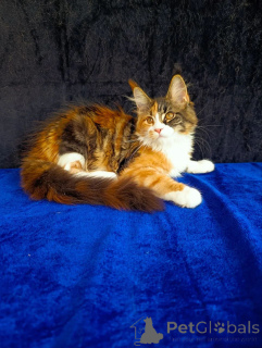 Additional photos: Maine Coon kittens