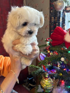 Photo №1. maltese dog - for sale in the city of New York Mills | 260$ | Announcement № 83602