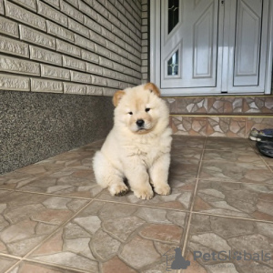 Additional photos: Male chow chow