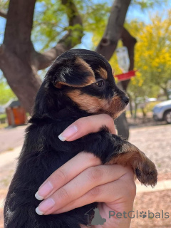 Photo №2 to announcement № 172869 for the sale of yorkshire terrier - buy in New Zealand private announcement