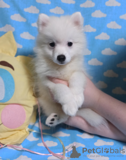 Photo №4. I will sell japanese spitz in the city of Dnipro. from nursery, breeder - price - 10000$