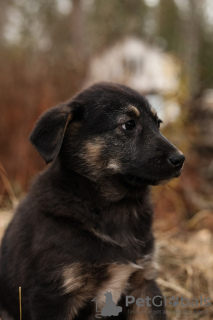 Additional photos: Lyon gentleman with a lion's heart is looking for his home!