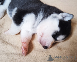 Additional photos: Husky babies