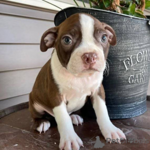 Photo №2 to announcement № 165208 for the sale of boston terrier - buy in Netherlands breeder