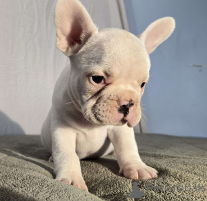 Photo №2 to announcement № 172354 for the sale of french bulldog - buy in France private announcement