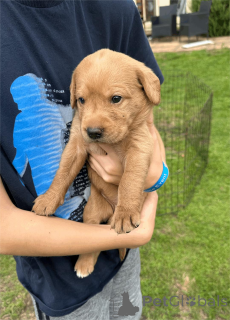 Photo №2 to announcement № 153470 for the sale of labradoodle - buy in Germany 
