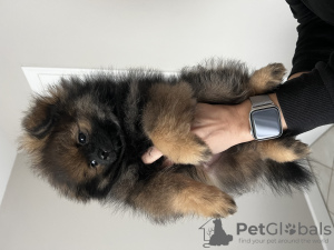 Photo №2 to announcement № 38586 for the sale of pomeranian - buy in United States private announcement
